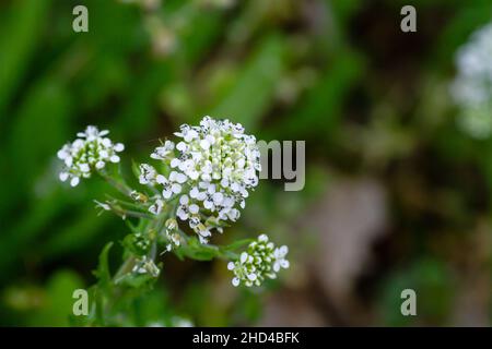 Lepidium virginicum oder virginia-Pfefferunkrautpflanze blühende weiße Blüten aus nächster Nähe Stockfoto