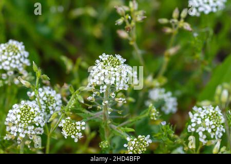 Lepidium virginicum oder virginia-Pfefferunkrautpflanze blühende weiße Blüten aus nächster Nähe Stockfoto