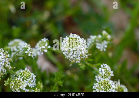 Lepidium virginicum oder virginia-Pfefferunkrautpflanze blühende weiße Blüten aus nächster Nähe Stockfoto