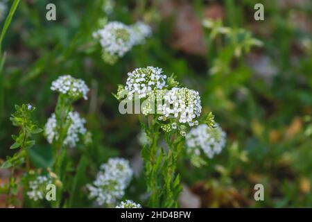 Lepidium virginicum oder virginia-Pfefferunkrautpflanze blühende weiße Blüten aus nächster Nähe Stockfoto