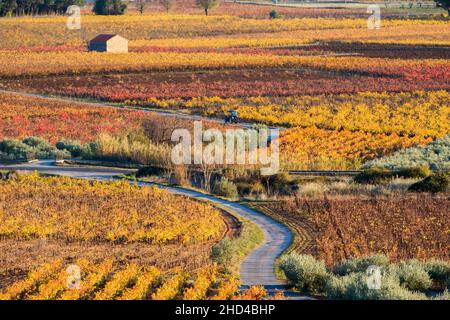 Weinlandschaft bei Aniane im Herault-Tal. In Frankreich Stockfoto