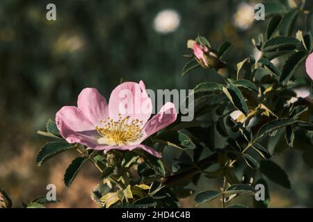 Rosa Canina oder Hundrose blassrosa Blume blüht im Frühling Stockfoto