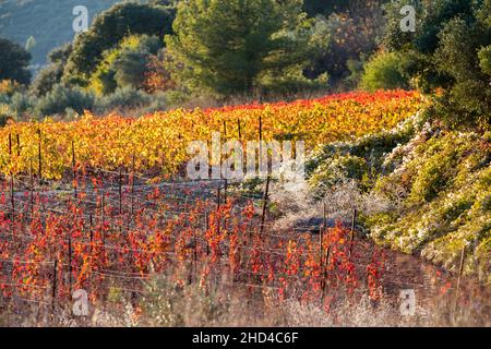 Weinlandschaft bei Aniane im Herault-Tal. In Frankreich Stockfoto