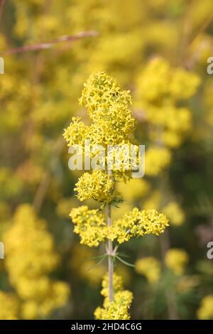 Galium verum, allgemein bekannt als Lady's Bedstraw, Wirtgen’s Bedstraw oder Yellow Bedstraw, Wildblume aus Finnland Stockfoto