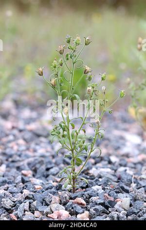 Chaenorhinum Minus, allgemein bekannt als kleiner Toadflachs oder Zwerg-snapdragon, eine Wildpflanze aus Finnland Stockfoto