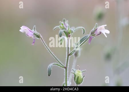 Chaenorhinum Minus, allgemein bekannt als kleiner Toadflachs oder Zwerg-snapdragon, eine Wildpflanze aus Finnland Stockfoto