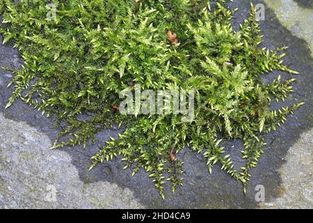 Brachythecium rutabulum, allgemein bekannt als raues Federmoos Stockfoto