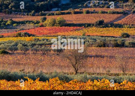 Weinlandschaft bei Aniane im Herault-Tal. In Frankreich Stockfoto