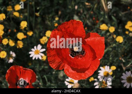 Detail von papaver-Rhoeas oder roten Mohnblumen topview unter bunten wilden Blumen, die im Frühjahr blühen Stockfoto