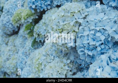 Hellblaue Hortensien macrophylla oder Hortensien Blüten aus der Nähe Stockfoto
