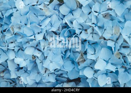 Hellblaue Hortensien macrophylla oder Hortensien Blüten aus der Nähe Stockfoto