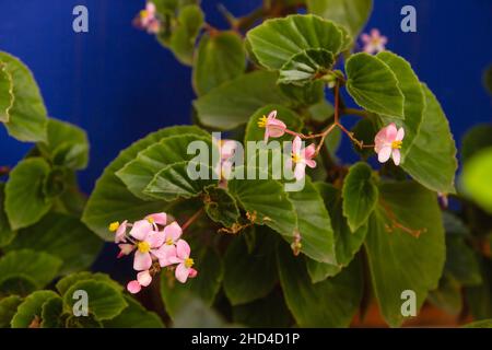 Begonia cucullata Pflanze, bekannt als Wachs Begonia rosa Blüten blüht im Garten Stockfoto