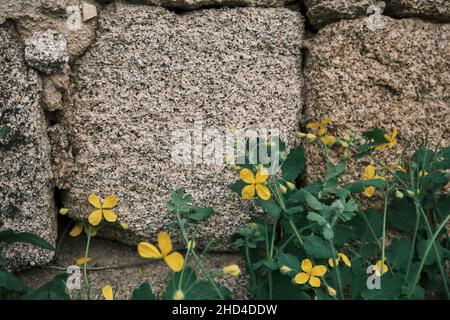 Chelidonium majus oder größere Zellandine Pflanze mit blühenden gelben Blüten, die an einer Steinmauer wachsen Stockfoto