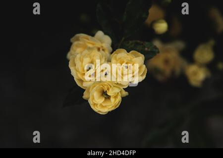 Detail der rosa banksiae blassgelben Blüten, die im Frühling blühen Stockfoto