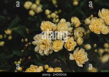 Detail der rosa banksiae blassgelben Blüten, die im Frühling blühen Stockfoto