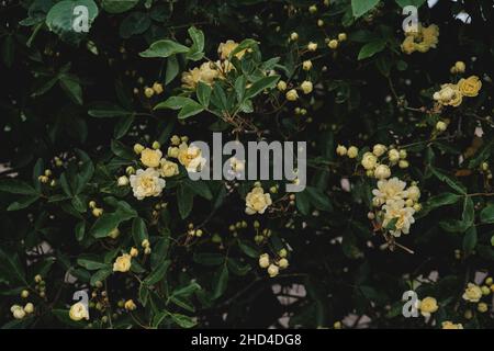 Detail der rosa banksiae blassgelben Blüten, die im Frühling blühen Stockfoto