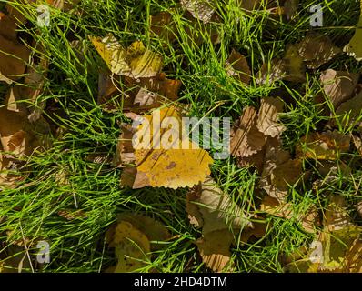 Draufsicht auf wunderschöne Herbstblätter auf dem Gras Stockfoto