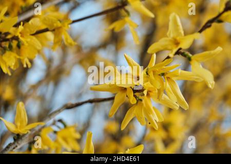 Forsythia gelbe Blüten blühen im Frühjahr Stockfoto