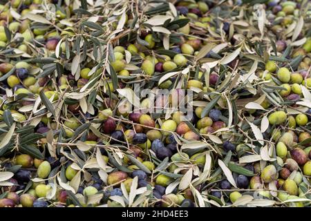 Foto von oben von gesammelter Oliven und Ästen. Konzept der Olivenernte. Stockfoto