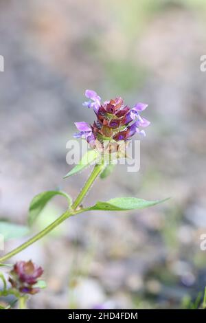 Prunella vulgaris, allgemein bekannt als Selbstheilung, Heilkraut, Herz-der-Erde oder Wundkraut, wild blühende Pflanze aus Finnland Stockfoto