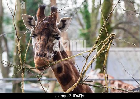 Cobh, Irland. 3rd Januar 2022. Große Menschenmengen nutzten heute das gute Wetter an den Feiertagen und stiegen im Fota Wildlife Park in der Nähe von Cobh ab. Eine Jugendliche Giraffe ernährt sich im Giraffenhaus. Quelle: AG News/Alamy Live News Stockfoto