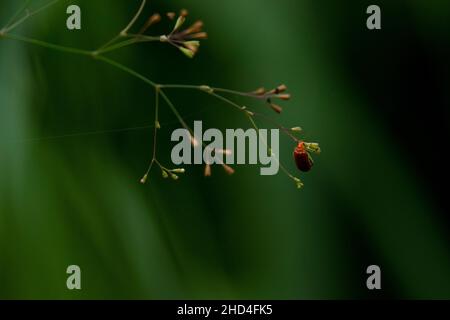 Nahaufnahme eines winzigen Squashkäfer, der auf einer Blütenknospe mit einem grünen verschwommenen Hintergrund sitzt Stockfoto