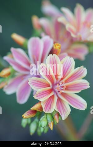Lewisia cotyledon, allgemein bekannt als Siskiyou lewisia und Cliff Maids, eine immergrüne mehrjährige Gartenpflanze Stockfoto