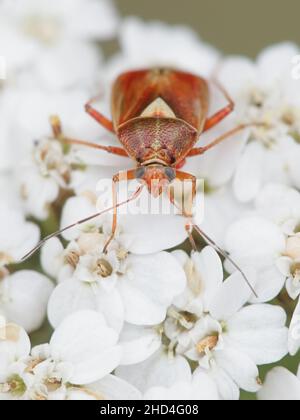 Lygus punctatus, ein Pflanzenwanzen auf Schafgarben-Blüten, Achillea millefolium Stockfoto