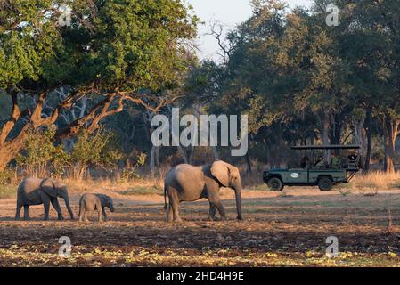 Elefantenbeobachtung am frühen Morgen auf einer Safari im South Luangwa National Park, Sambia Stockfoto