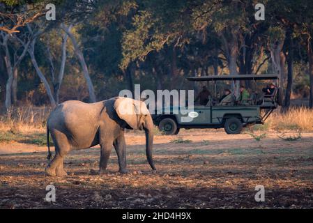 Elefantenbeobachtung am frühen Morgen auf einer Safari im South Luangwa National Park, Sambia Stockfoto