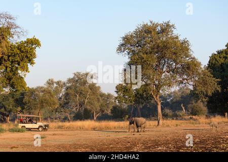 Elefantenbeobachtung am frühen Morgen auf einer Safari im South Luangwa National Park, Sambia Stockfoto