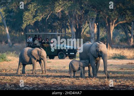 Elefantenbeobachtung am frühen Morgen auf einer Safari im South Luangwa National Park, Sambia Stockfoto