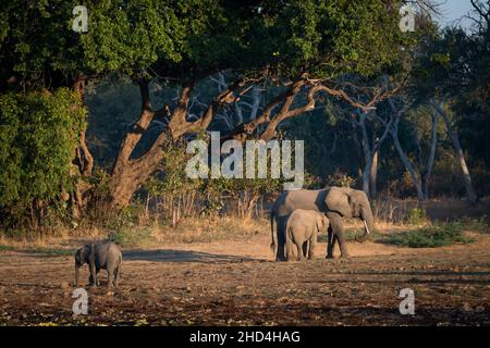 Elefantenbeobachtung am frühen Morgen auf einer Safari im South Luangwa National Park, Sambia Stockfoto