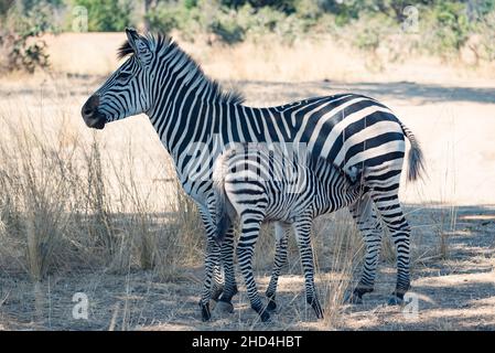 Das Zebra einer Mutter und eines Babys von Crawshay im South Luangwa National Park, Sambia Stockfoto