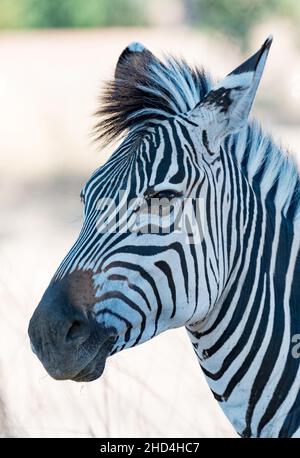 Crawshays Zebra im South Luangwa National Park, Sambia Stockfoto