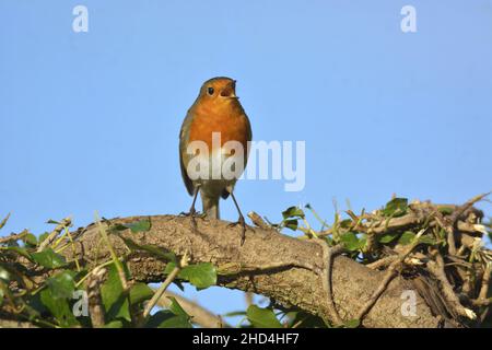 Europäischer Robin (Erithacus rubecula), der auf einer Hecke singt Stockfoto