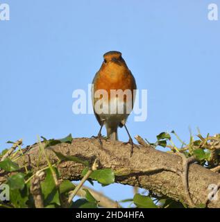 Europäischer Robin (Erithacus rubecula) auf einer Hecke Stockfoto
