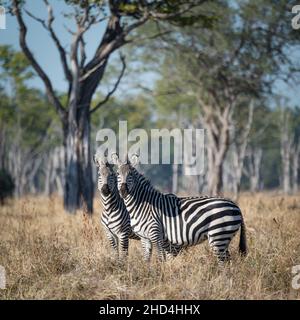 Crawshays Zebra im South Luangwa National Park, Sambia Stockfoto