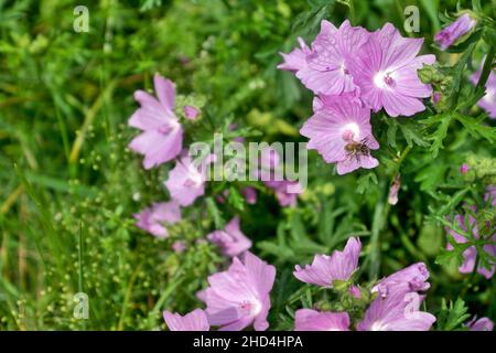 Biene auf Malvesommer auf Sommerwiese Stockfoto