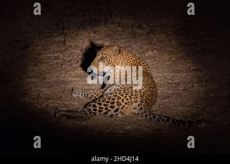 Ein Leopard bei Nacht im South Luangwa National Park, Sambia Stockfoto