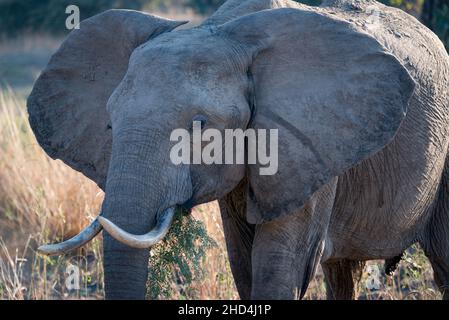 Ein Elefant, der im South Luangwa National Park, Sambia, Akazienblätter frisst Stockfoto
