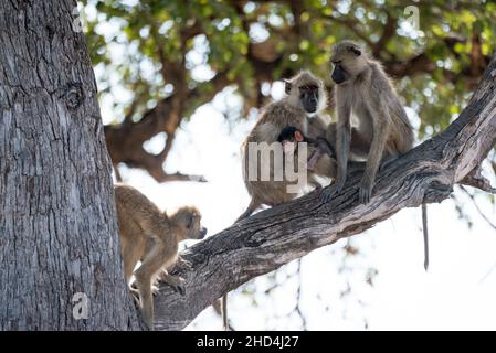 Eine Familie makaker Affen inszeniert eine Seifenoper-Handlung in den Bäumen des South Luangwa National Park, Sambia Stockfoto