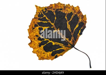 Aspen Blatt in Herbstfarben, isoliert auf weißem Hintergrund. Stockfoto