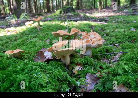 Hydnum repandum, allgemein bekannt als der Süßzahnpilz, Holzigel oder Igelpilz, ist ein Basidiomycete-Pilz der Familie Hydnaceae. Stockfoto