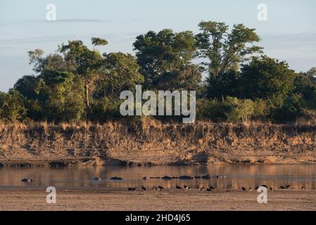 Nilpferde und Gänse baden im Lunagwa-Fluss im frühen Morgenlicht im South Luangwa National Park, Sambia Stockfoto