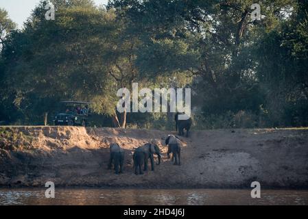 Elefanten überqueren den Luangwa-Fluss, während Touristen von ihrem Safari-Jeep im South Luangwa National Park, Sambia, vorbeischauen Stockfoto