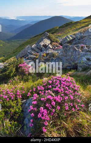 Sommer Berglandschaft mit Blumen. Wiese mit blühenden Rhododendren Stockfoto