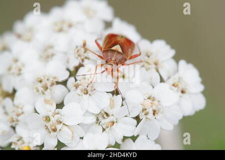 Lygus punctatus, ein Pflanzenwanzen auf Schafgarben-Blüten, Achillea millefolium Stockfoto