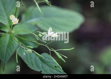 Impatiens parviflora, allgemein bekannt als kleiner Balsam oder Smallflower touchmenot, Wildpflanze aus Finnland Stockfoto