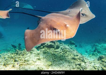 Rosafarbener Stachelrochen Stockfoto